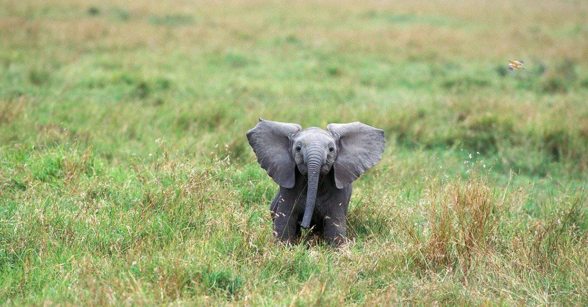 Elefantino - Elefante africano