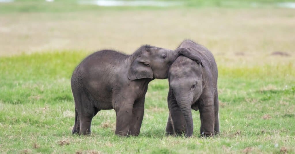 Gemelli elefanti - due piccoli elefanti