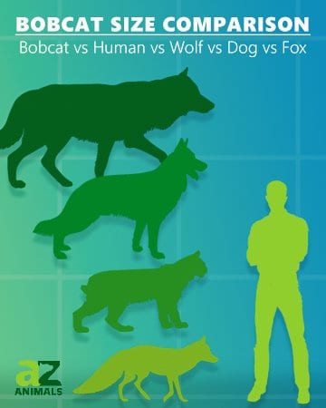 Confronto delle dimensioni del gatto selvatico - Gatto selvatico contro umano e lupo