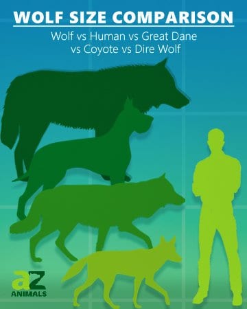 Confronto delle dimensioni del lupo - Dire Wolf vs Great Dane vs Wolf.  contro Coyote contro Umano