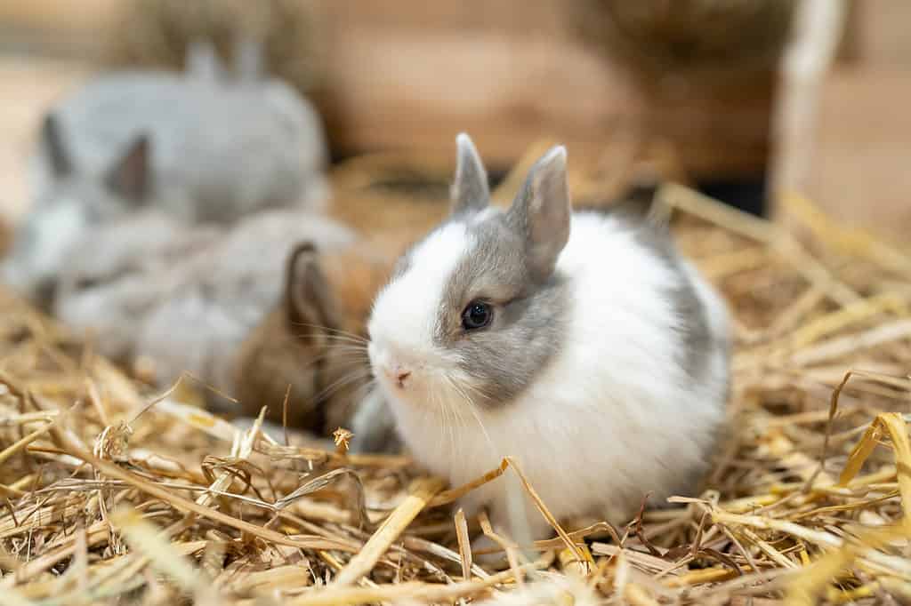 Conigli nani olandesi al riparo con il fieno