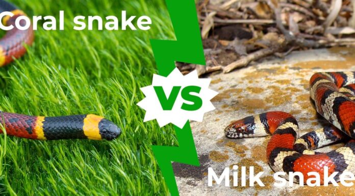 Coral Snake vs Milk Snake: 5 differenze chiave spiegate
