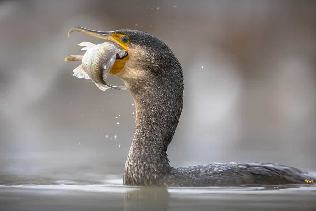 Grande cormorano (Phalacrocorax carbo) che mangia pesce carpa