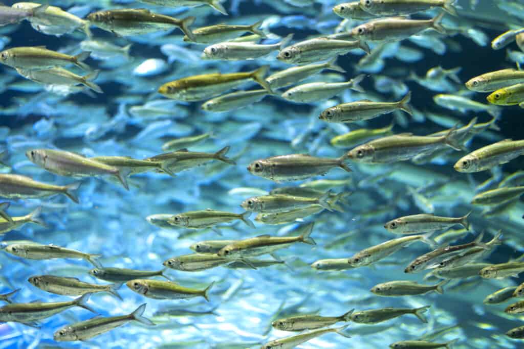 Un banco di alvei verdi luminescenti fa da sfondo ad un'acqua azzurra altrettanto luminosa.  Le alive sono pesci molto piccoli.
