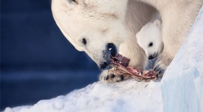 Cosa mangiano gli orsi polari?
