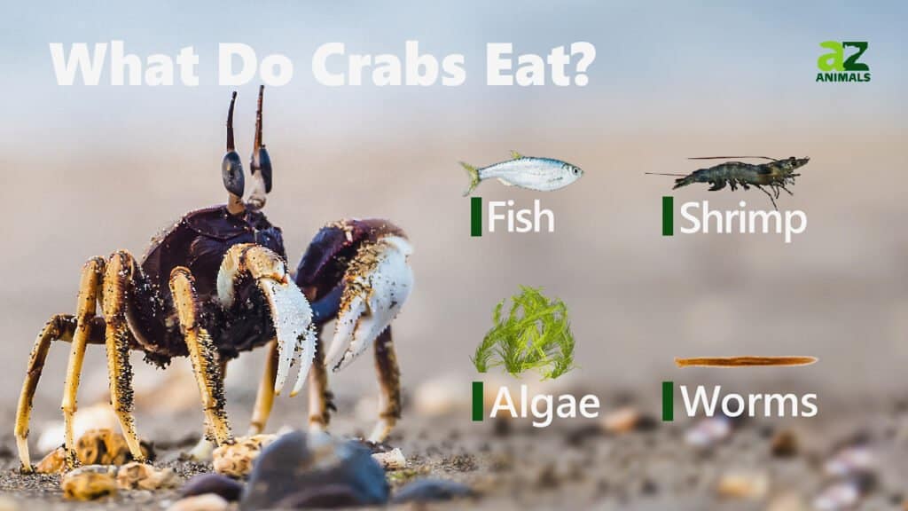 Cosa mangiano i granchi.  Un'infografica che mostra che i granchi mangiano pesce, gamberetti, alghe e vermi.