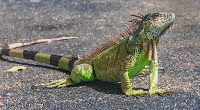 Cosa mangiano le iguane verdi?
