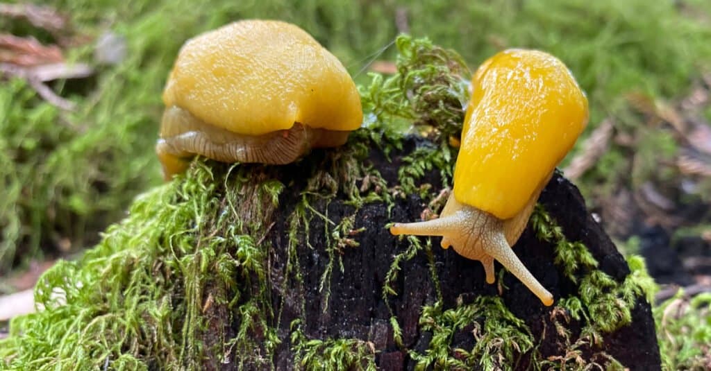 Animali gialli – Lumaca di banana seduta su una roccia ricoperta di muschio verde.