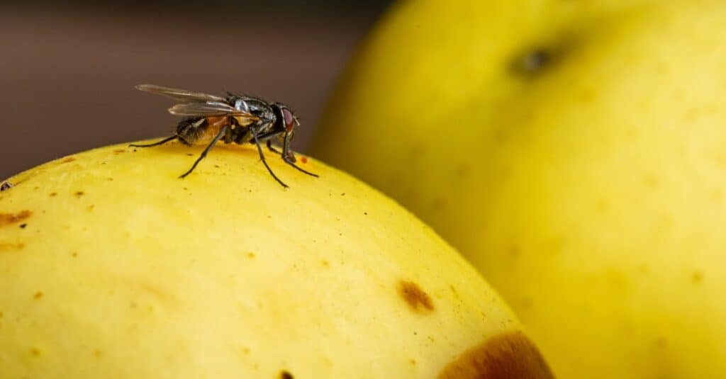 mosca domestica sulla mela marcia