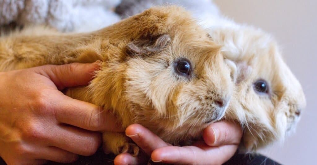 La cavia più antica