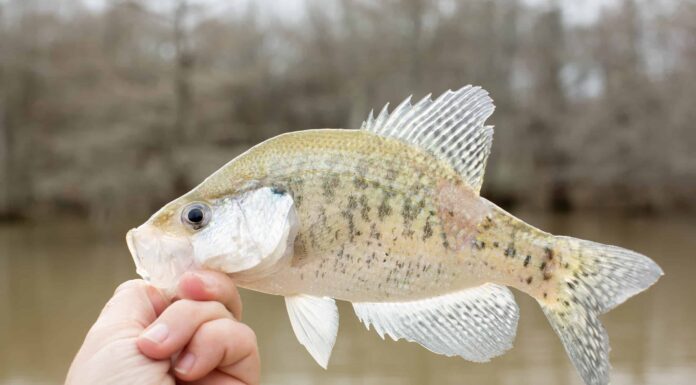 Crappie bianco
