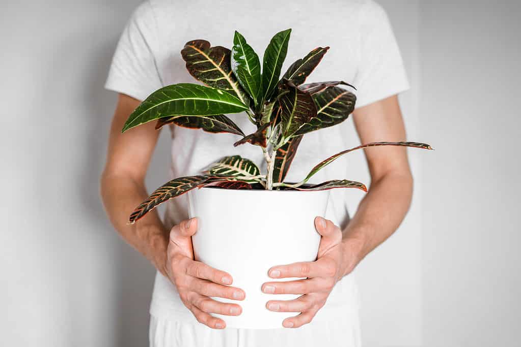 Una persona con una camicia bianca che tiene una pianta di croton in un vaso bianco