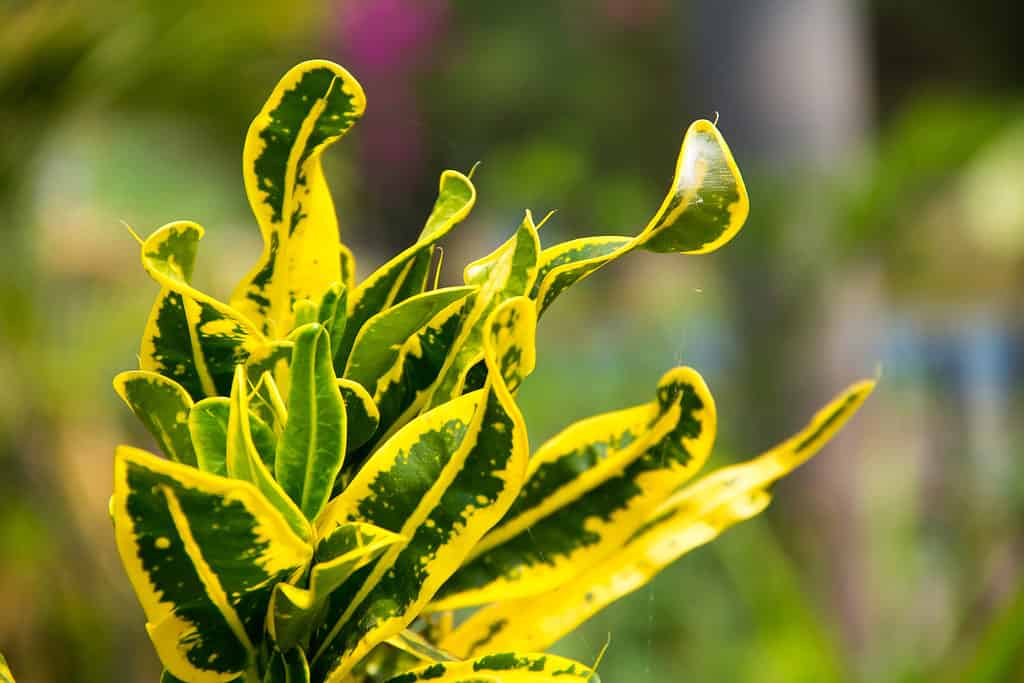 Codiaeum variegatum ,primo piano di Croton, Codiaeum variegatum e sfondo sfocato.