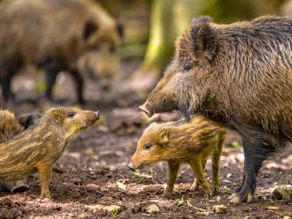 Famiglia di cinghiale