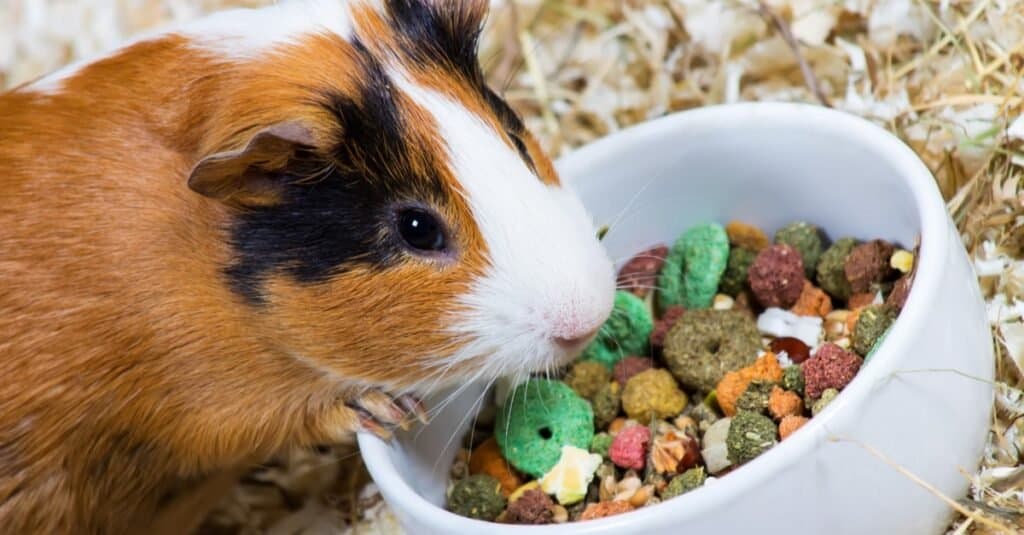 Dieta della cavia