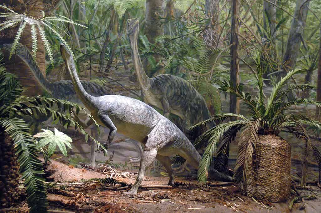 Anchisaurus viveva a New York