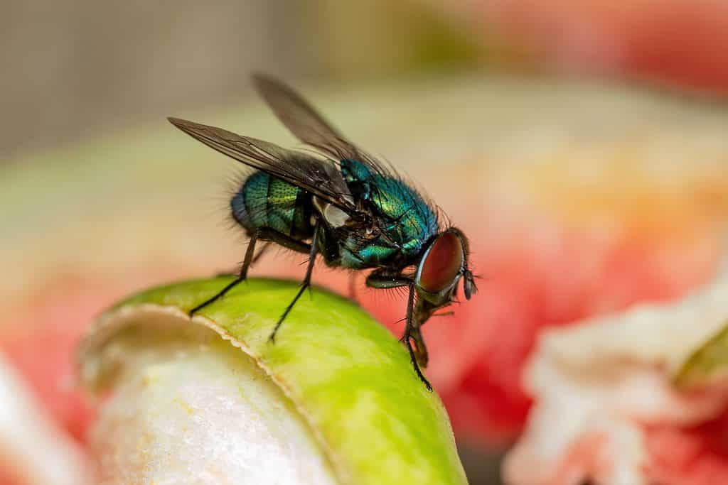 Le mosche sono attratte da cose come frutta marcia e immondizia.