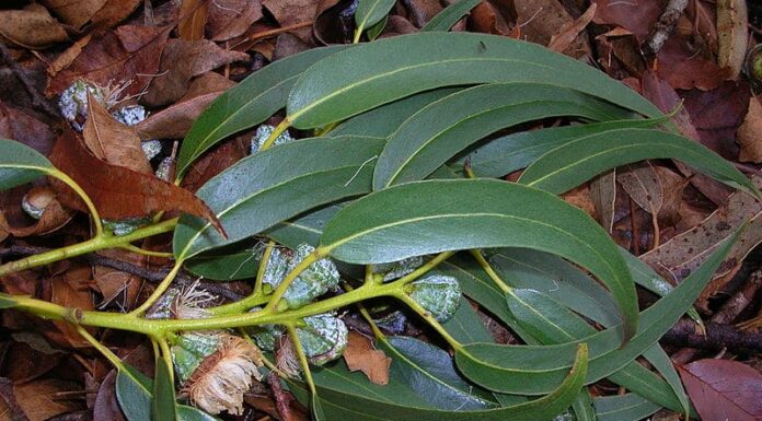 Eucalyptus globus leaves and flowers on a branch lying on a bed of dead leaves
