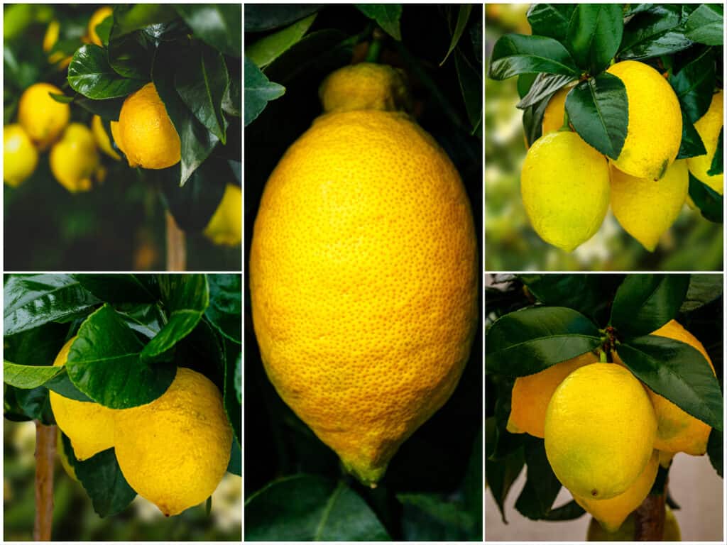 Limoni di agrumi che crescono su un ramo di un albero.