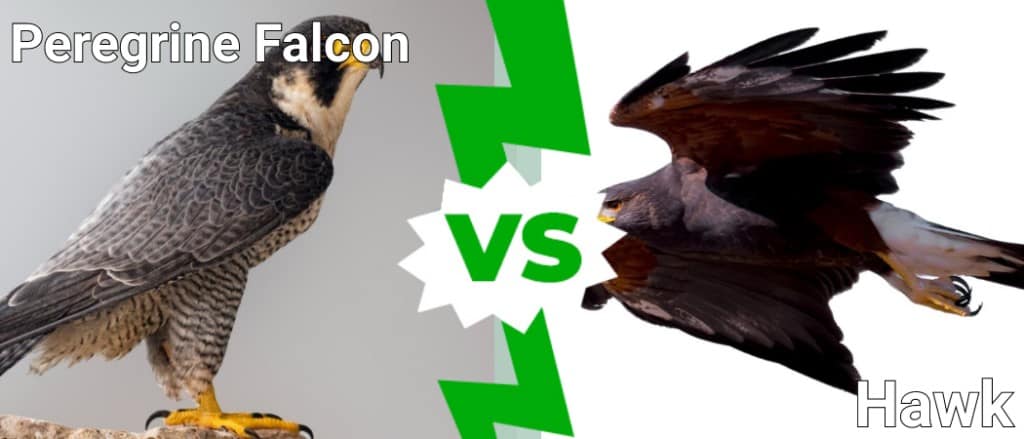 Falco Pellegrino contro Falco