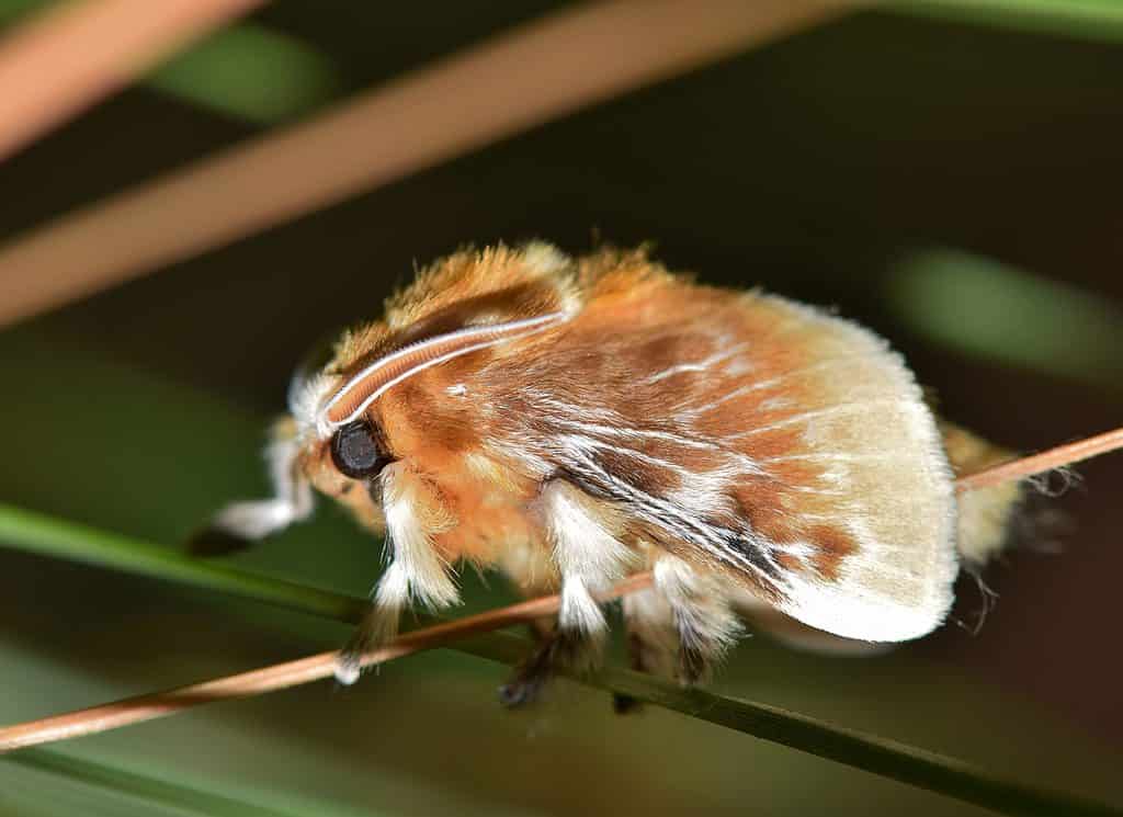 Una fuzzy Southern Flannel Moth (Megalopyge opercularis) riposa dopo essere emersa dal suo bozzolo.  La falena sembra un piccolo gerbillo.  Il corpo è ricoperto di peli color caramello che ricordano la pelliccia.  La falena è su una foglia verde.