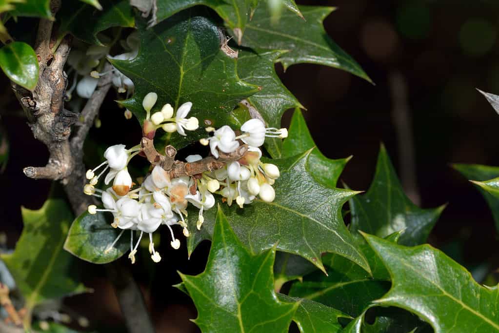 Falso agrifoglio (Osmanthus heterophyllus) con fiori bianchi