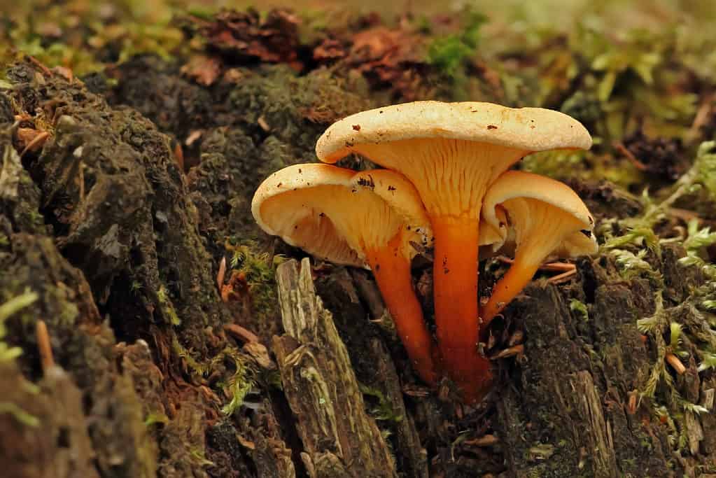 Finti finferli (Hygrophoropsis aurantiaca)