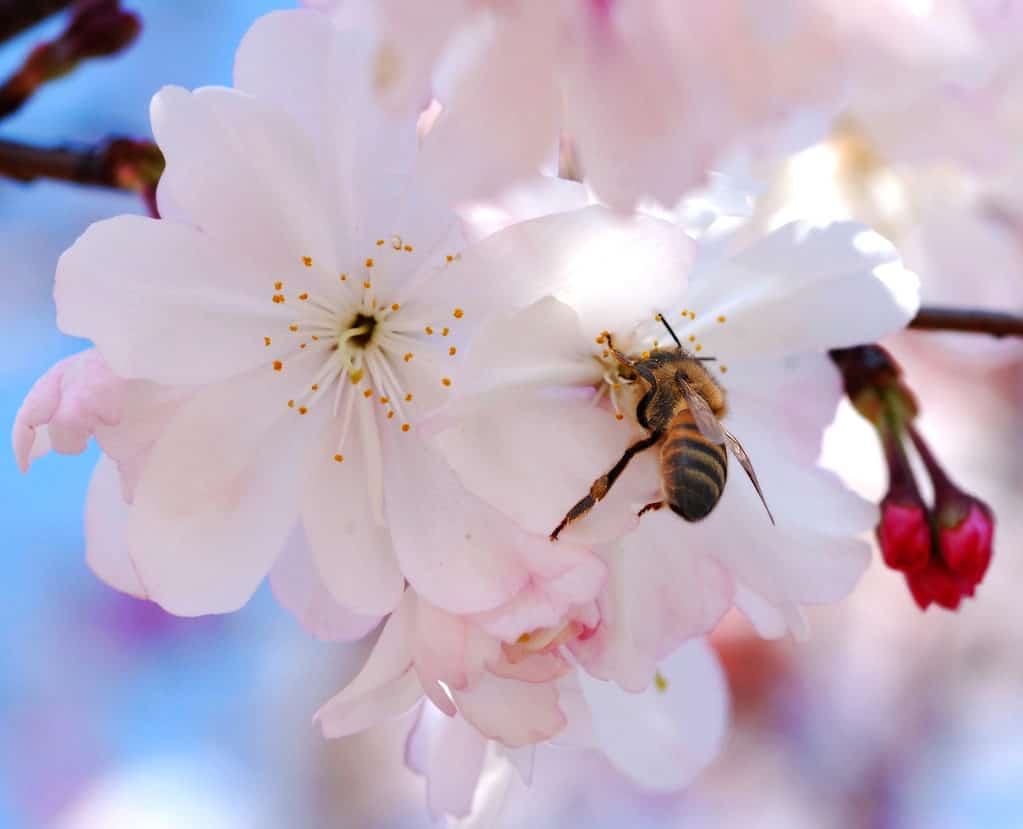 Questo è un primo piano di un fiore di ciliegio Macon.  Le persone e gli impollinatori li adorano!