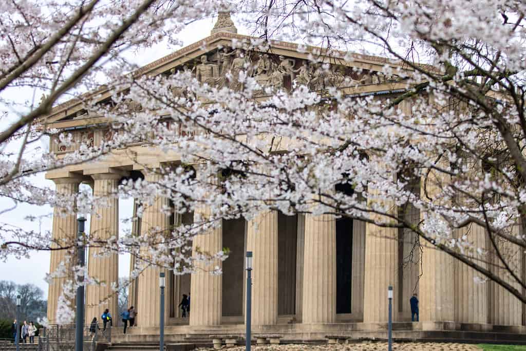 Il Partenone nel Centennial Park, in una bella giornata di primavera con fiori di ciliegio in primo piano.  Sfondo sfocato