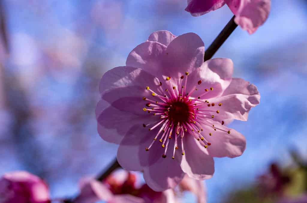 Questo fiore di ciliegio al North Carolina Arboretum è la perfezione primaverile!