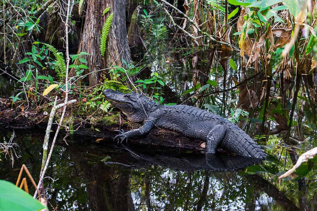 Alligatore al Parco nazionale delle Everglades, Florida