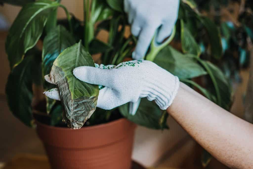Un individuo con guanti che pota una pianta con foglie marroni e morte