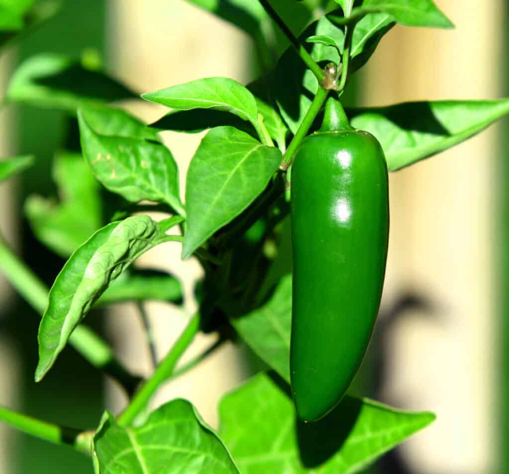 Un peperoncino jalapeño verde vivo su una pianta verde altrettanto vivida.  Il peperone è al centro della cornice destra. 