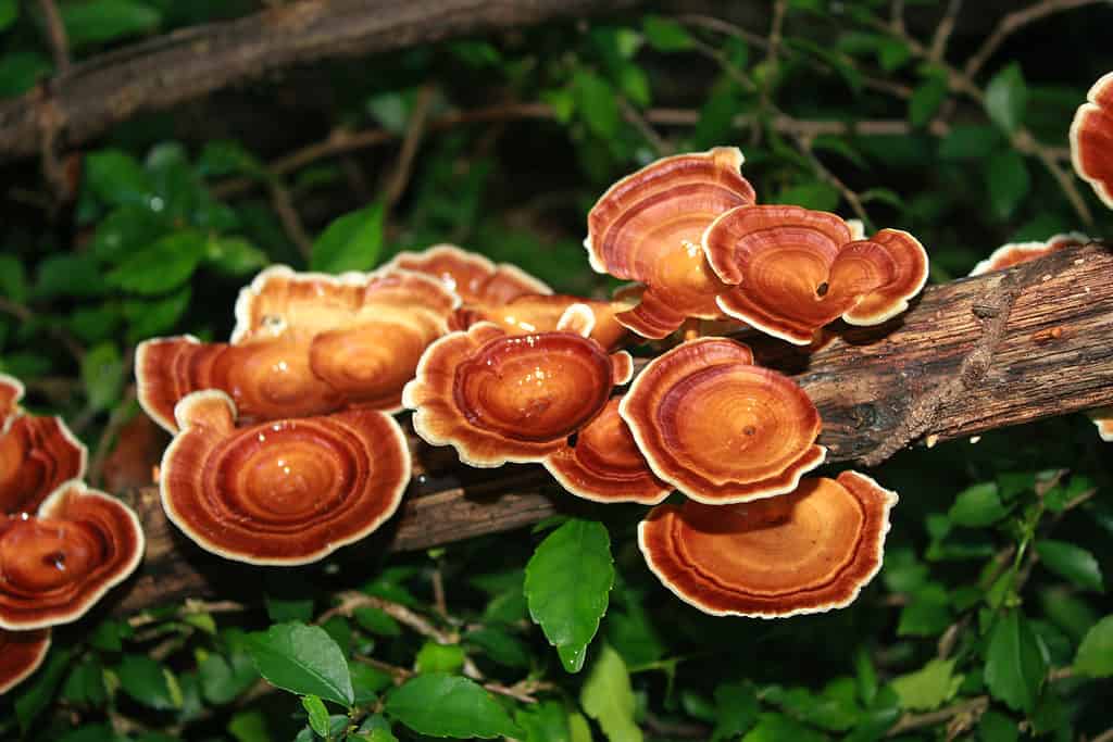 funghi reishi che crescono sul ramo di un albero