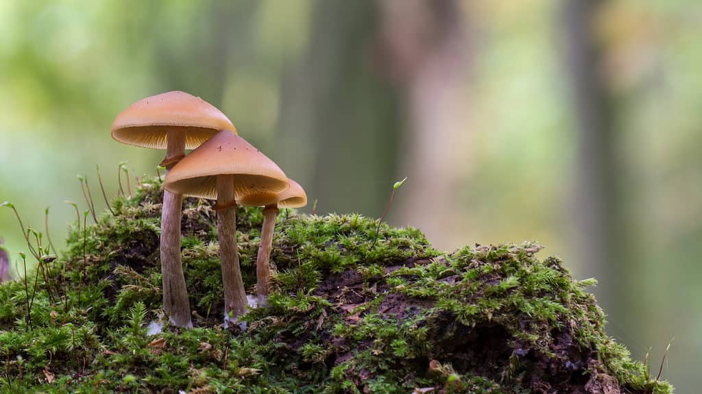 Galerina marginata, micidiali funghi scutellaria