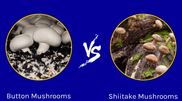 Funghi champignon contro funghi shiitake
