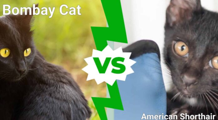 Gatto Bombay contro gatto American Shorthair
