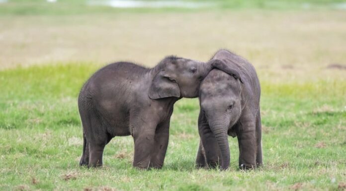 Elephant twins - two baby elephants