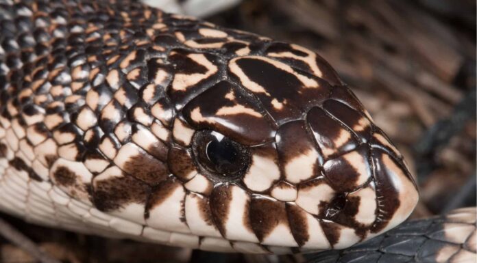 Georgia Snake Catcher si imbatte nel serpente più raro dello stato
