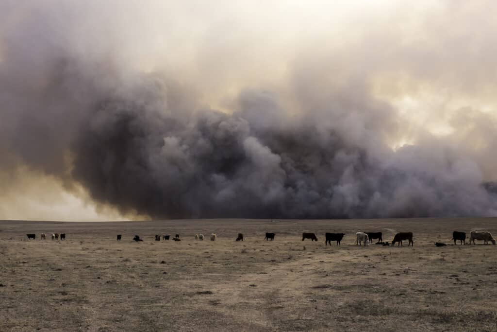 bestiame davanti a un incendio