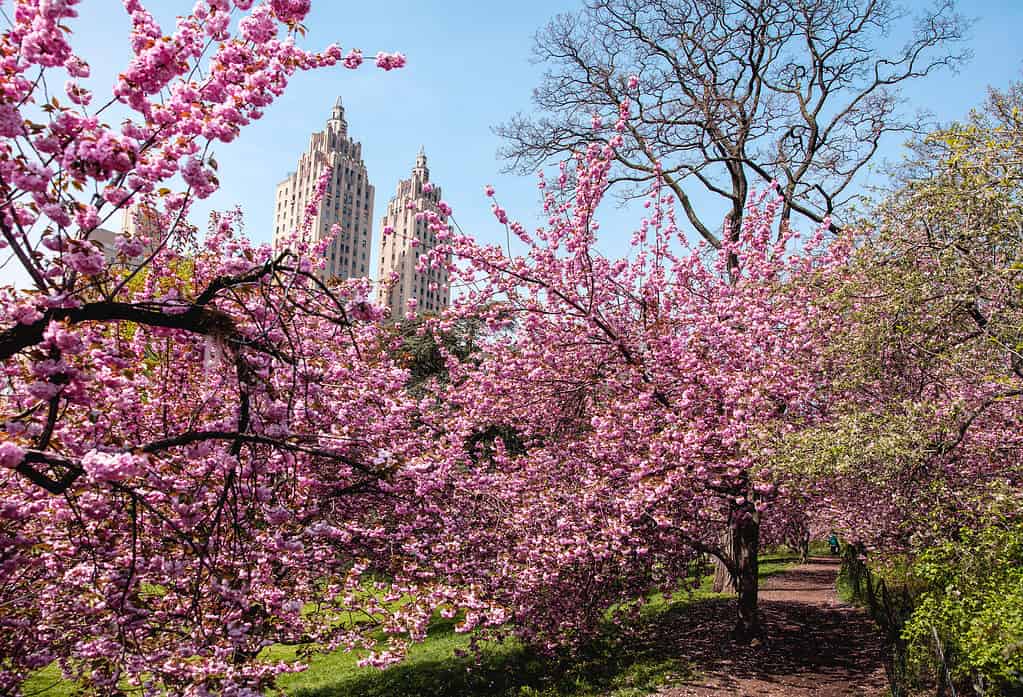 Fiori di ciliegio a Central Park, New York City.