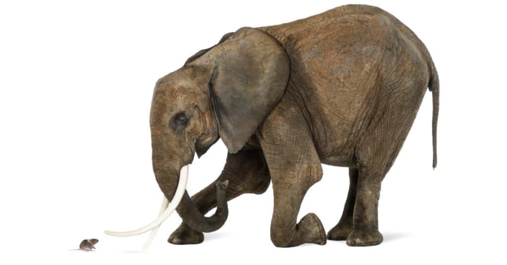 Gli elefanti hanno paura dei topi: un elefante e un topo stanno in piedi in punta di piedi