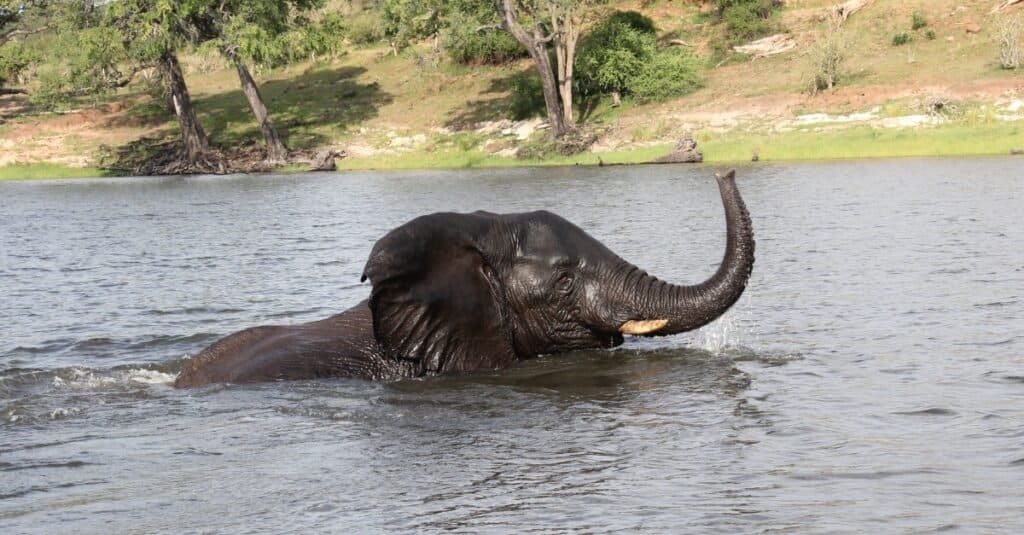 elefante-africano-nuoto