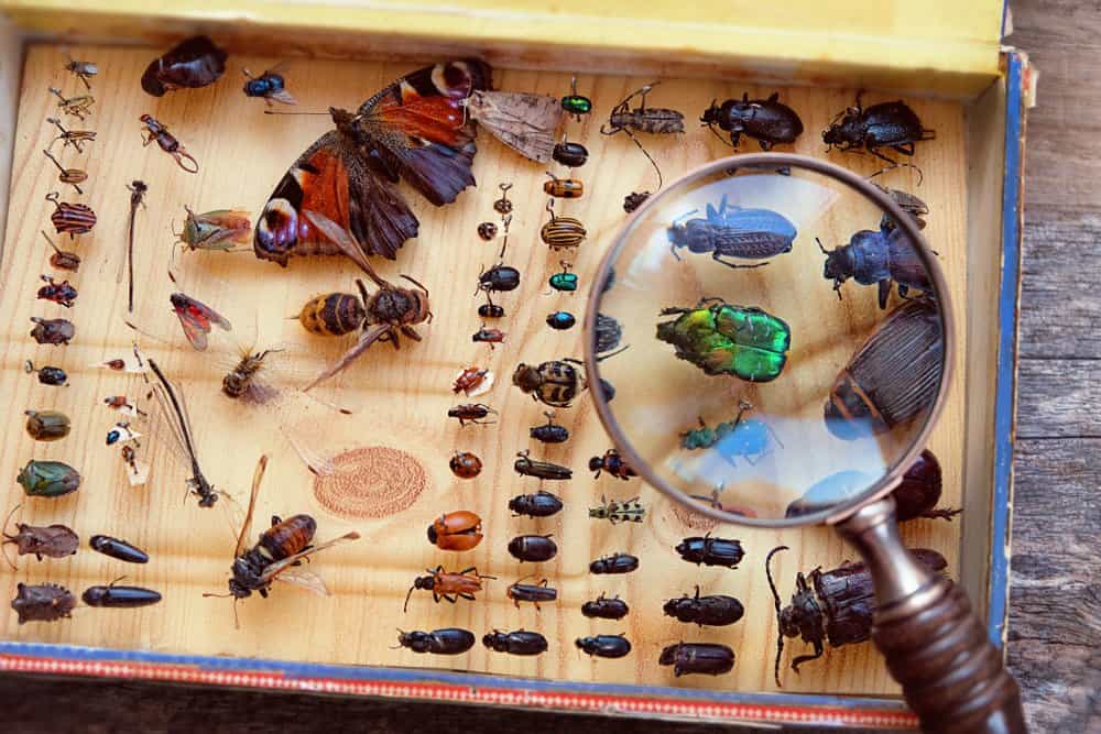 Vari insetti raccolti appuntati in una scatola con una lente d'ingrandimento.