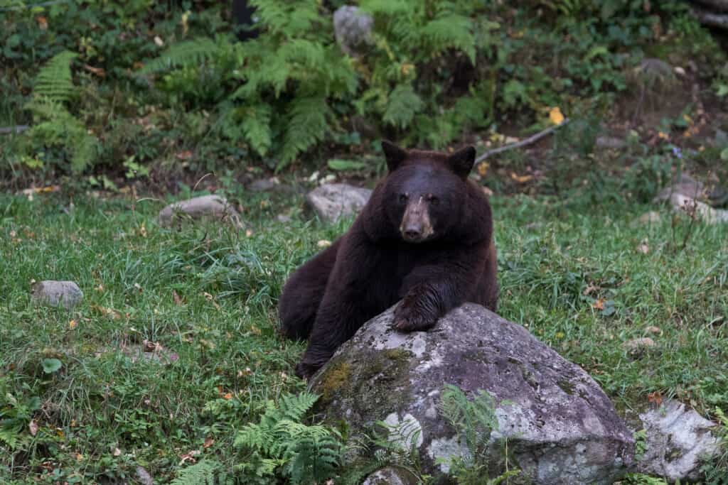 Orso alla cannella