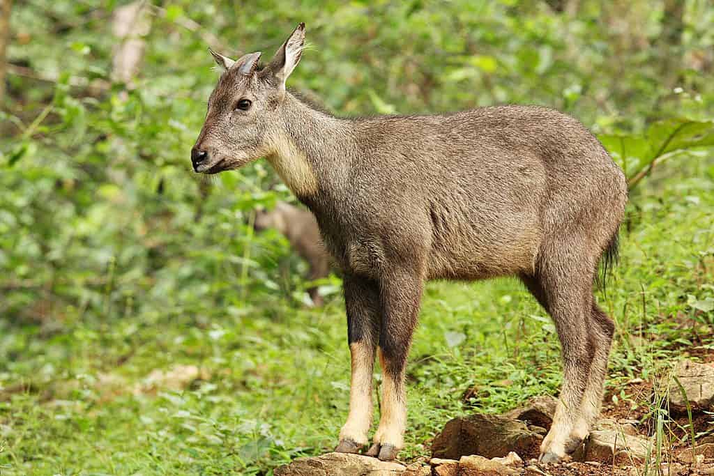 Goral dalla coda lunga (Naemorhedus caudatus)