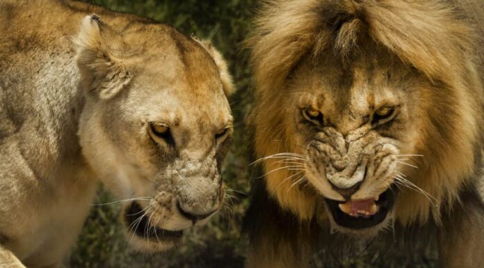 Male and Female Lion