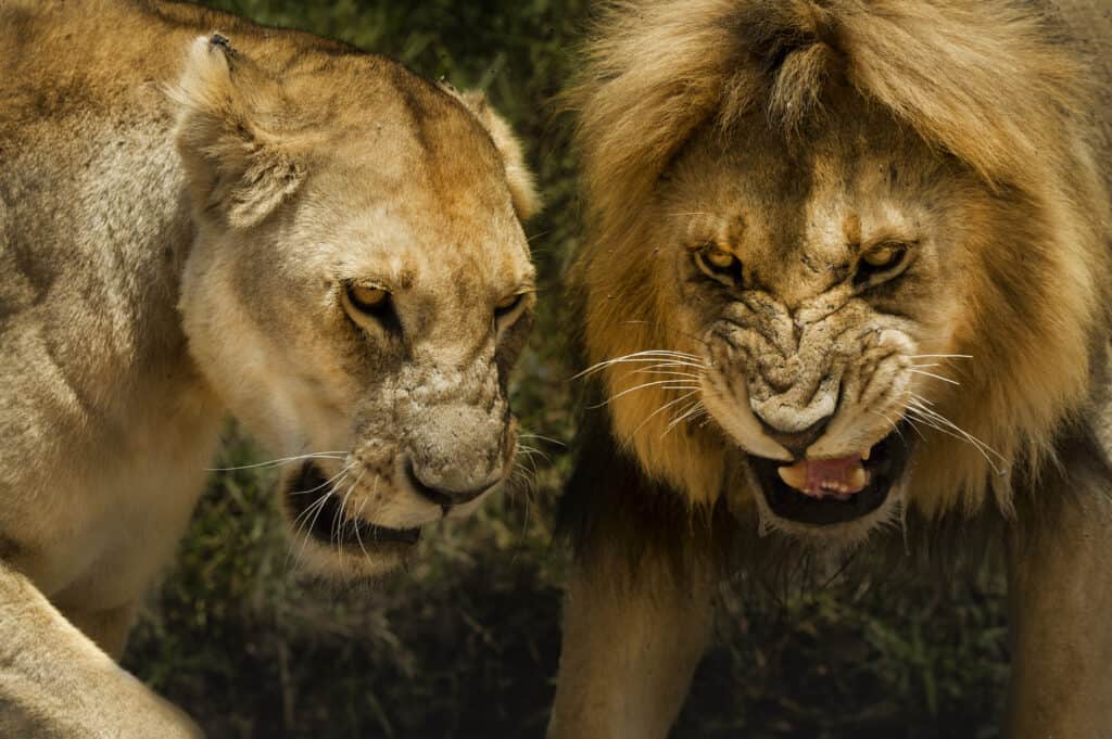 Leone maschio e femmina