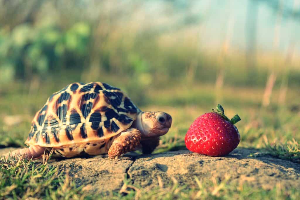 Tartaruga che sta per mangiare una fragola