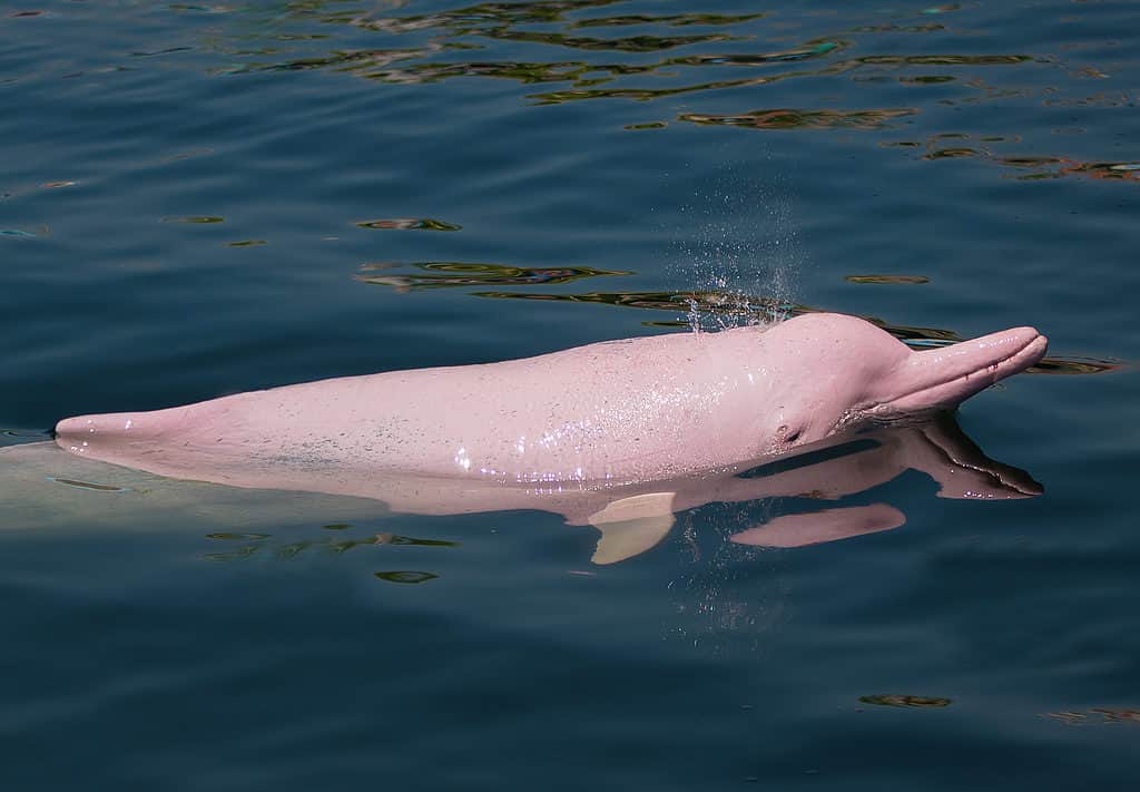 Delfino rosa nell'acqua
